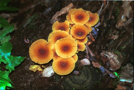 Mushrooms. Manu Reserve rainforest. Amazon, Peru