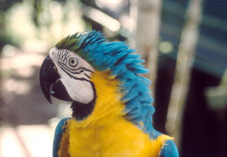Blue and Gold Macaw. Ariau Towers. Amazon, Brazil