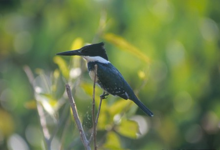 Kingfisher. Pantanal, Brazil