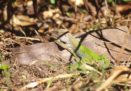 Lizard. Pantanal, Brazil