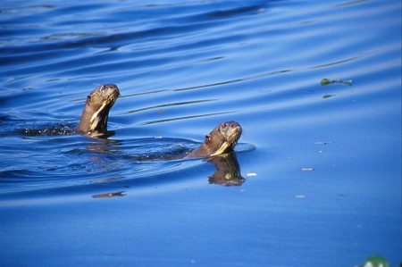 Giant Otter. Pantanal, Brazil